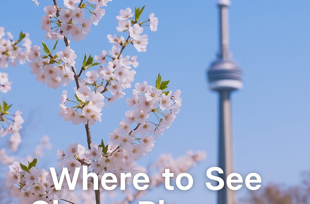 Experience the Enchantment of Toronto’s Cherry Blossoms: Top Viewing Spots in the City!