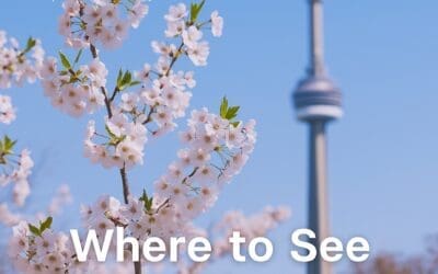 Experience the Enchantment of Toronto’s Cherry Blossoms: Top Viewing Spots in the City!
